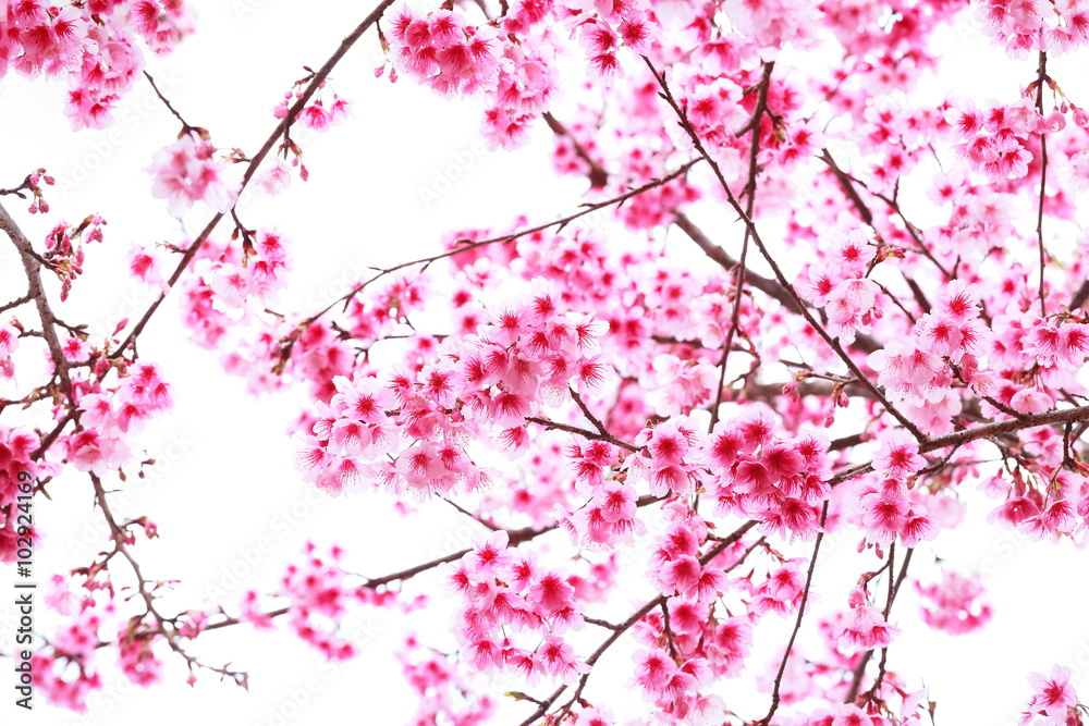 pink blossom sukura flowers on white,Thailand. pink blossom sukura flowers on white,Thailand.