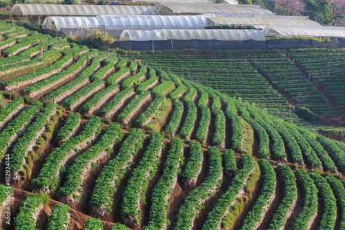 strawberry plantation organic agricultural field doi angkhang ch photo