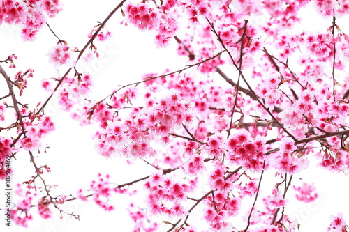 pink blossom sukura flowers on white,Thailand.