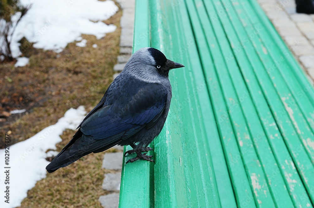 Obraz premium Галка на зеленой скамейке 