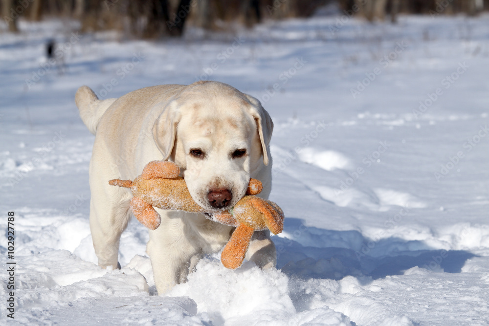 yellow labrador in winter in snow with a orange toy yellow labrador in winter in snow with a orange toy