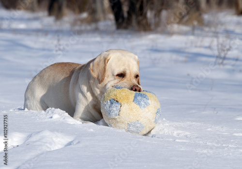 yellow labrador in winter in snow with a ball