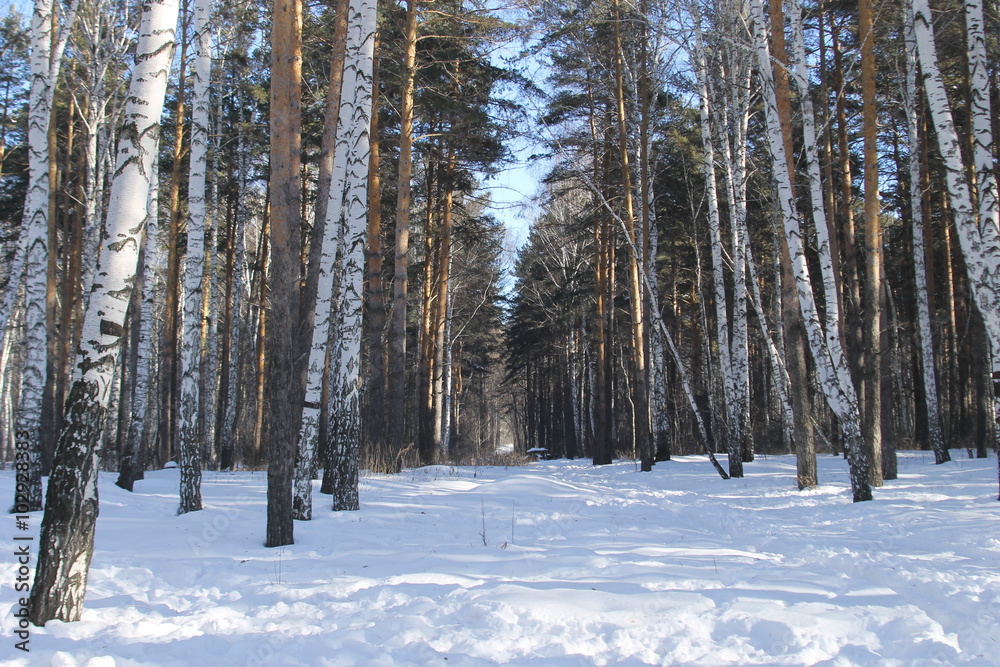 Fototapeta premium лес