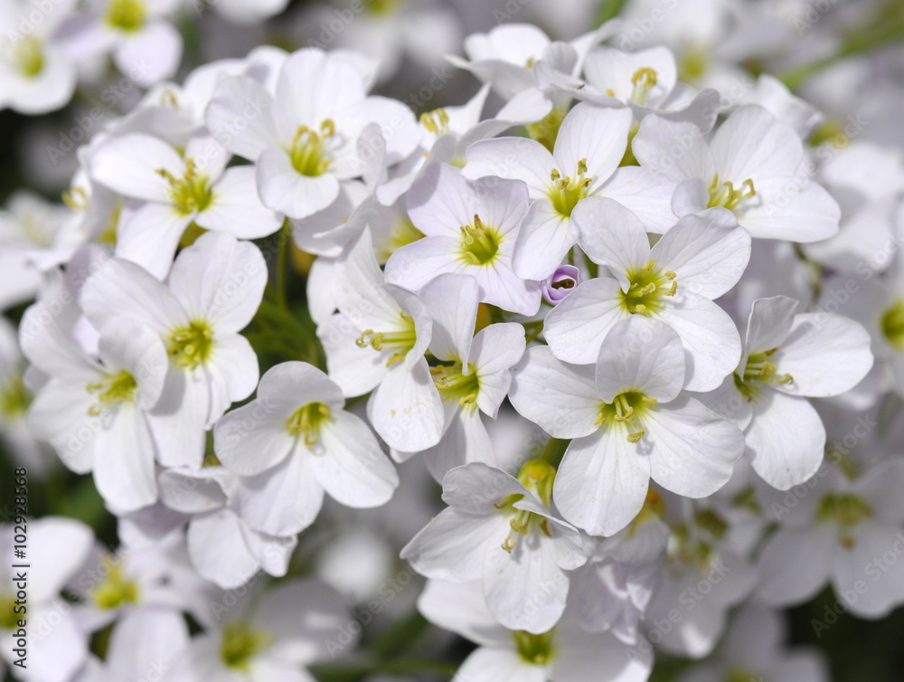 Closeup on the flowers of a Cardamine pratensis cuckooflower plant Closeup on the flowers of a Cardamine pratensis cuckooflower plant