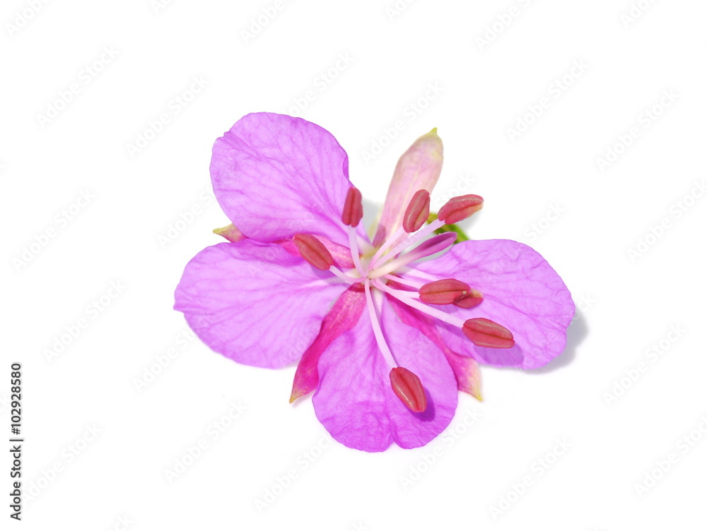 Pink flower of a rosebay willowherb on white background