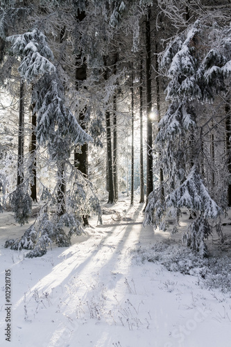 Sonnendurchbruch im Fichtenwald 