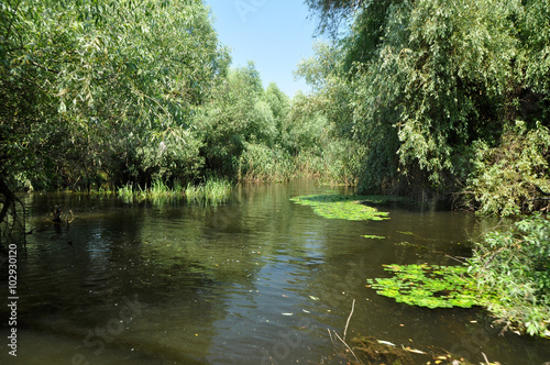 Wetland in Danube delta, Romania