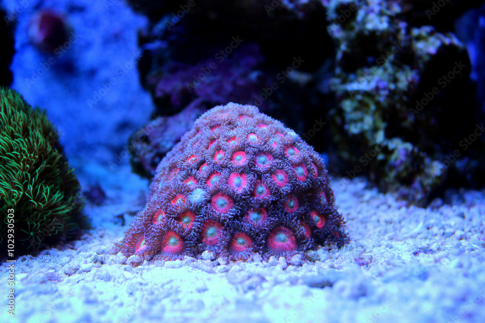Obraz premium Zoanthus Colony Polyp, colorful corals 