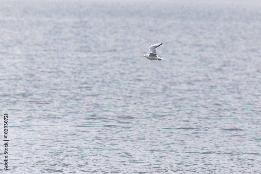 A seagull flying over the water
