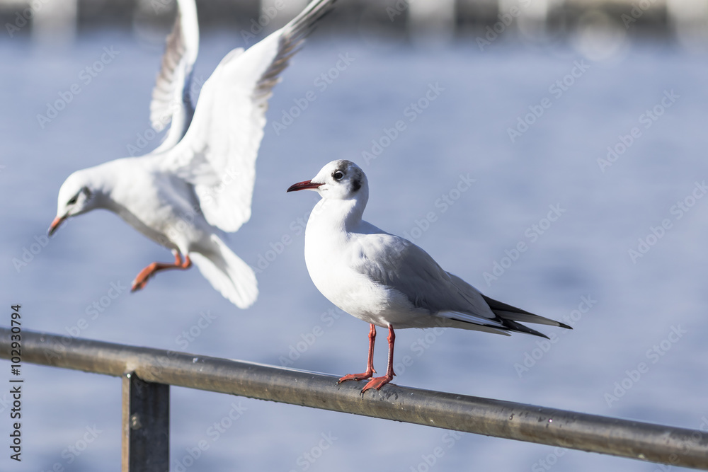 Obraz premium Seagull standing on a metal railing