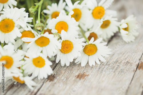 Fototapeta Naklejka Na Ścianę i Meble -  Daisy flowers