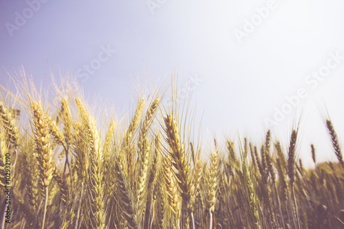 Rice, wheat gardens