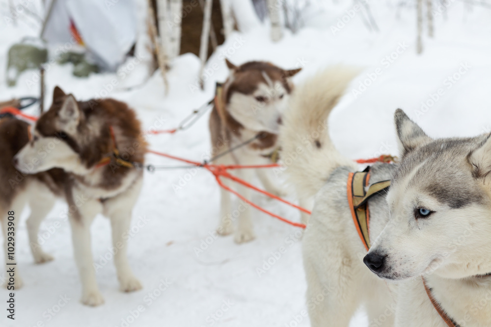 Naklejka premium Two husky dogs on winter landscape. Selective focus