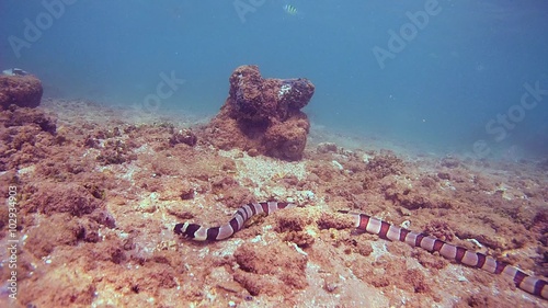 Barred snake eel (Myrichthys bleekeri) is looking for food on the rocky bottom, Indian Ocean, Hikkaduwa, Sri Lanka, South Asia
 photo