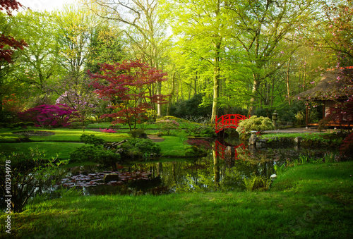 Japanese garden in spring