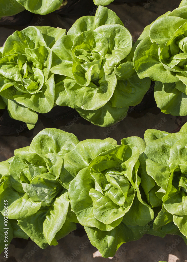 green lettuce in vegetable garden green lettuce in vegetable garden