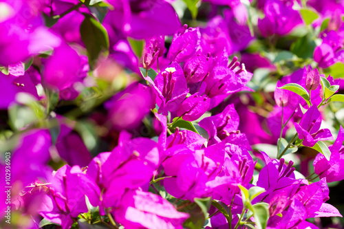 bougainvillea paper flower selective focus with shallow depth of