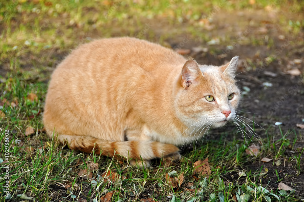 sand color cat