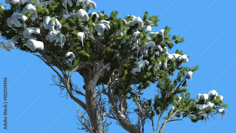 Monterey Cypress Snow on a Curved Tree Coniferous Evergreen Tree is Swaying at The Wind Green Scale-Like Leaves Hesperocyparis Macrocarpa Windy Day Monterey Cypress Snow on a Curved Tree Coniferous Evergreen Tree is Swaying at The Wind Green Scale-Like Leaves Hesperocyparis Macrocarpa Windy Day