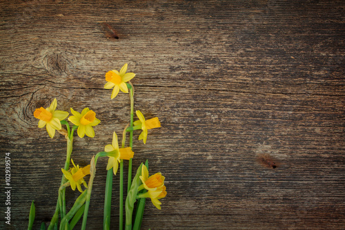 daffodils on wooden background