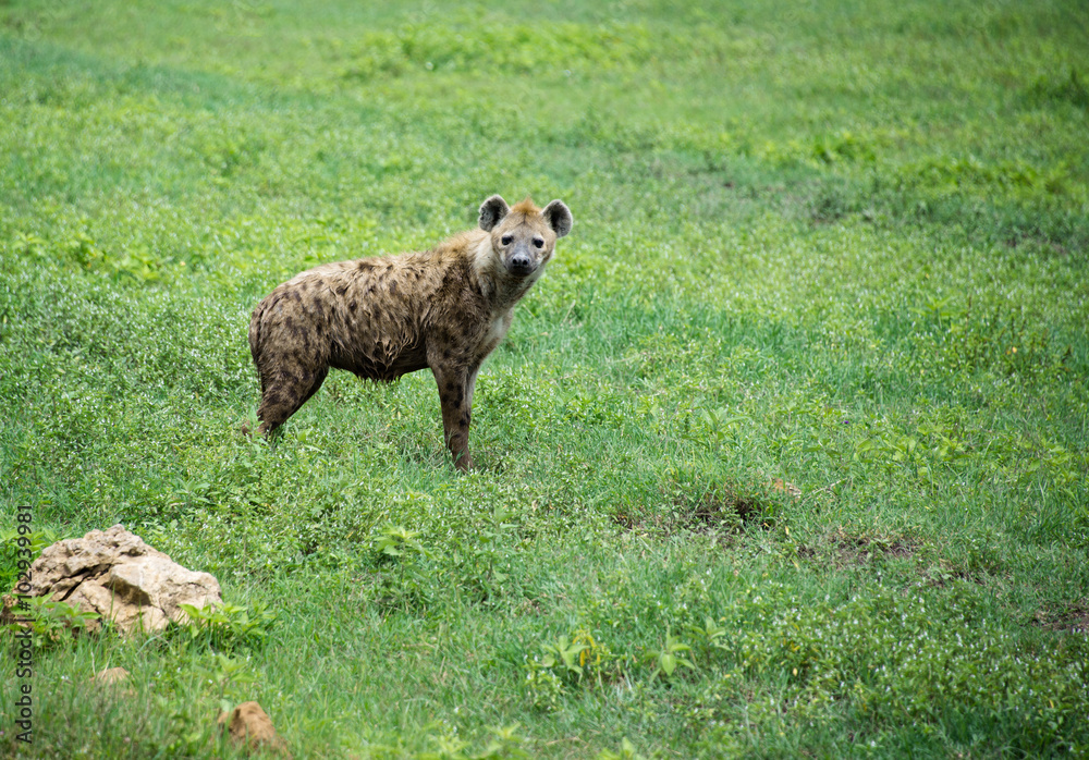Obraz premium African spotted hyena on Serengeti grasslands