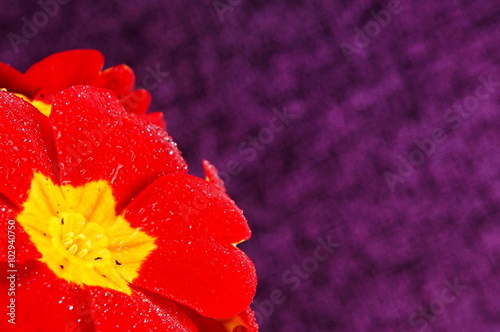 Beautiful fresh red primula flower with violet backroung, right you can write some text
 photo