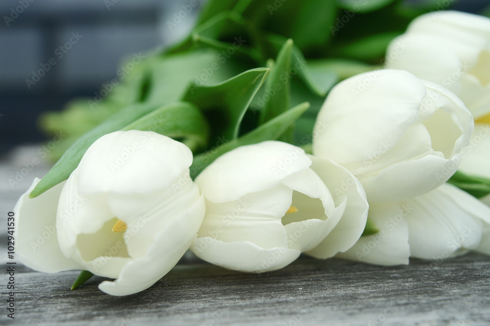 White tulip flowers background White tulip flowers background