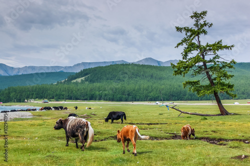 Cattle grazing at lakeside in Khovsgol National Park, Mongolia photo