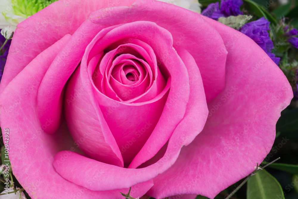 Obraz premium Nahaufnahme Rose