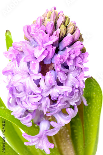 Purple hyacinth flower with drops of water