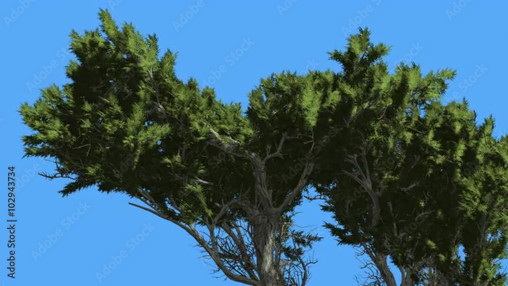 Monterey Cypress Top of Small Curved Tree Coniferous Evergreen Tree is Swaying at The Wind Green Needle-Like Leaves Tree in Windy Day Monterey Cypress Top of Small Curved Tree Coniferous Evergreen Tree is Swaying at The Wind Green Needle-Like Leaves Tree in Windy Day
