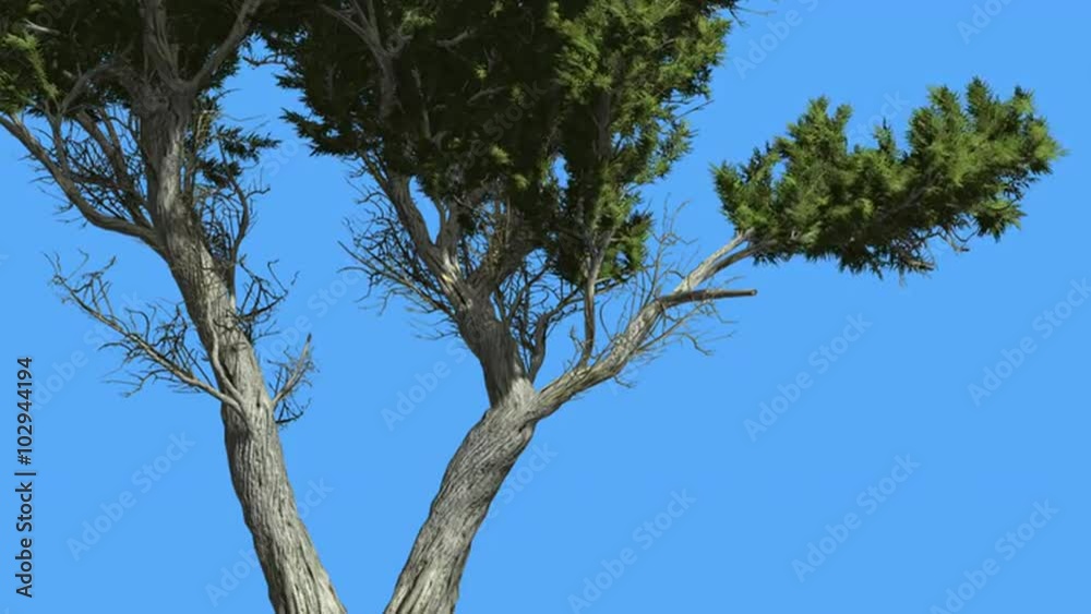 Doubled Trunk Of Monterey Cypress Small Tree Coniferous Evergreen Tree is Swaying at The Wind Green Needle-Like Leaves Tree in Windy Day Doubled Trunk Of Monterey Cypress Small Tree Coniferous Evergreen Tree is Swaying at The Wind Green Needle-Like Leaves Tree in Windy Day