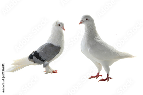 two white pigeon © fotomaster