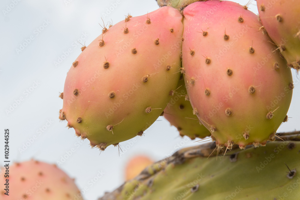 Prickly pears (Opuntia ficus-indica) Prickly pears (Opuntia ficus-indica)