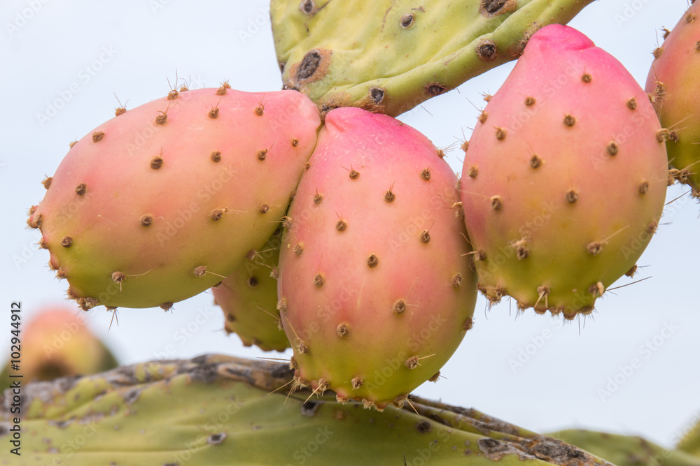 Prickly pears (Opuntia ficus-indica) Prickly pears (Opuntia ficus-indica)