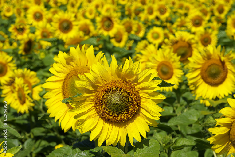 sunflowers