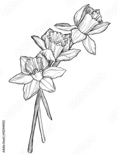 Fotografia, Obraz sketch of narcissus flowers blossom