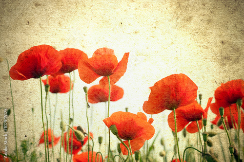 Fototapeta Naklejka Na Ścianę i Meble -  Photo of a poppies flowers