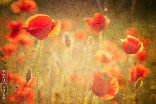 Fototapeta Naklejka Na Ścianę i Meble -  Photo of a poppies flowers