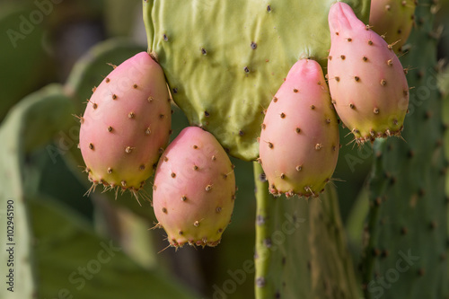 Prickly pears  Opuntia ficus-indica 