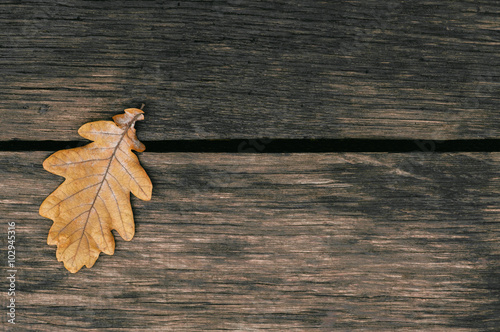 Oak leaf on the wood background