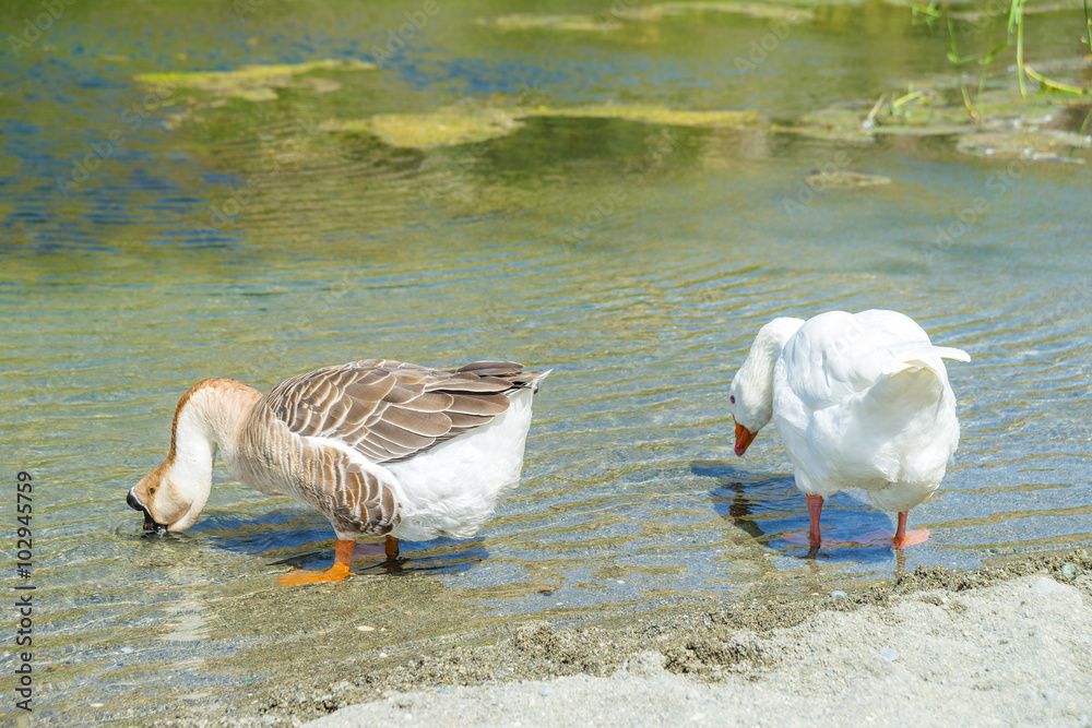 Fototapeta premium Duck near Preveli river in Crete, Greece