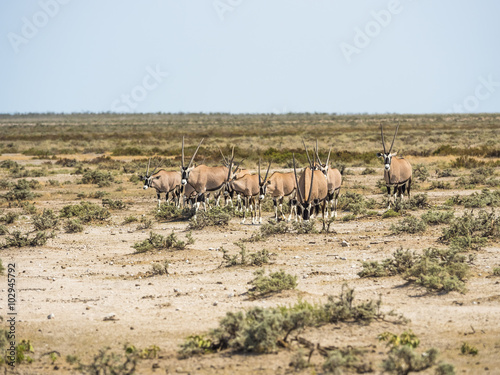 Oryxantilopen  Oryx gazella  ziehen durch Grasland  Okaukuejo  Etosha Nationalpark  Namibia  Afrika