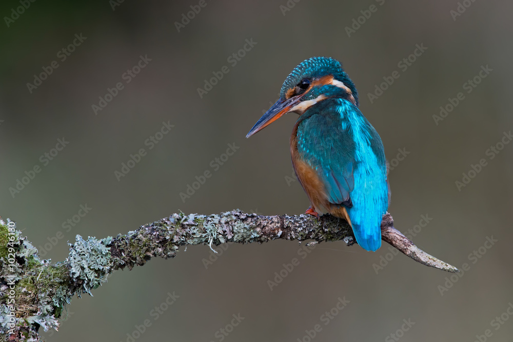 Kingfisher (Alcedo Atthis)/Kingfisher perched on moss covered branch Kingfisher (Alcedo Atthis)/Kingfisher perched on moss covered branch