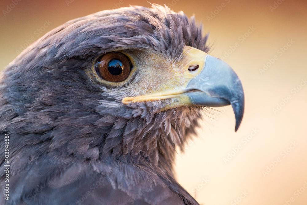 Fototapeta premium head of an eagle
