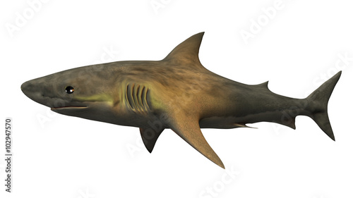 Great white shark  fish isolated on white background