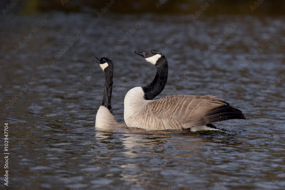 Canada Gooses - Copulation part 4 - final of the copulation.