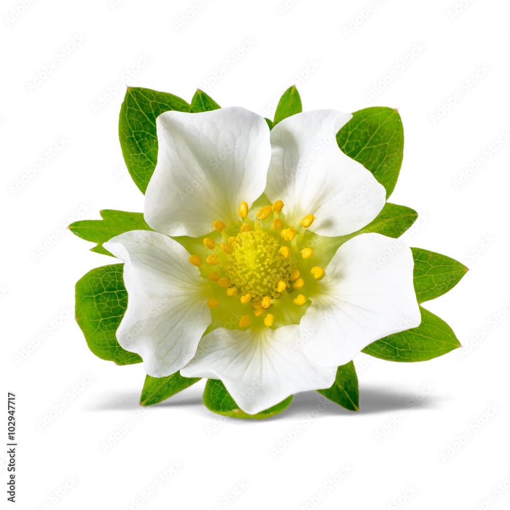 Fototapeta premium fresh strawberry flower