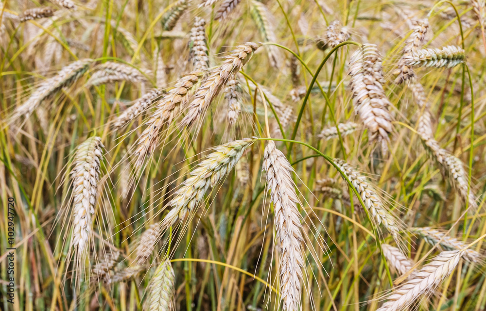 Golden ears of wheat on the field. Golden ears of wheat on the field.
