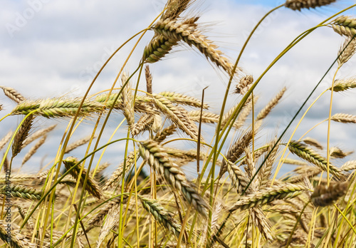 Wheat ears on field under sky